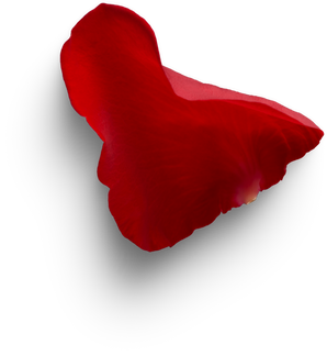 Rose petal