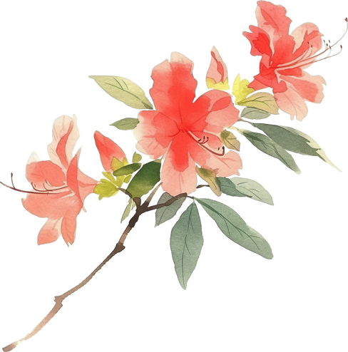 水墨花朵素材-杜鹃花