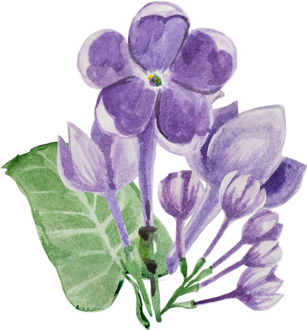 Lilac Flowers Illustration