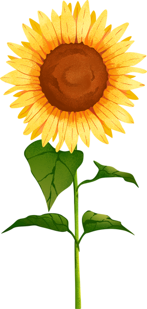夏季节气写实噪点完整插画B-向日葵